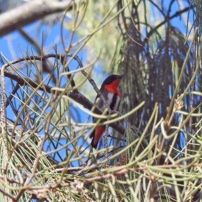 Dicaeum hirundinaceum (Mistletoebird) at Elliott Heads, QLD - 5 Jul 2024 by Gaylesp8