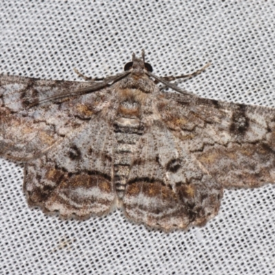 Cleora displicata (A Cleora Bark Moth) at Sheldon, QLD - 8 Mar 2024 by PJH123