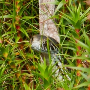 Austrelaps ramsayi at Charlotte Pass, NSW - 10 Feb 2021