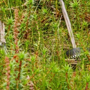 Austrelaps ramsayi at Charlotte Pass, NSW - 10 Feb 2021