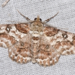 Cleora illustraria (A Geometer moth) at Sheldon, QLD - 8 Mar 2024 by PJH123