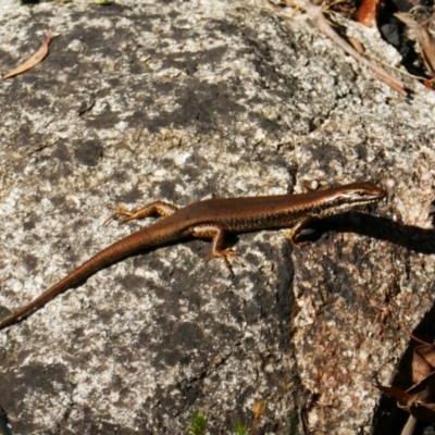 Eulamprus heatwolei (Yellow-bellied Water Skink) at Tharwa, ACT - 13 Feb 2021 by MB