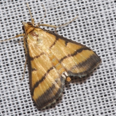 Cnaphalocrocis medinalis (Rice Leaf Folder, Spilomelinae) at Sheldon, QLD - 9 Mar 2024 by PJH123