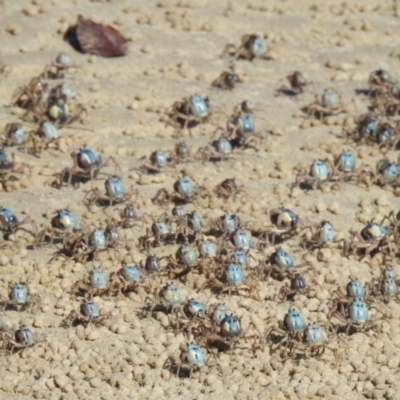 Mictyris longicarpus at Elliott Heads, QLD - 5 Jul 2024 by Gaylesp8