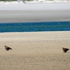 Milvus migrans (Black Kite) at Elliott Heads, QLD - 5 Jul 2024 by Gaylesp8