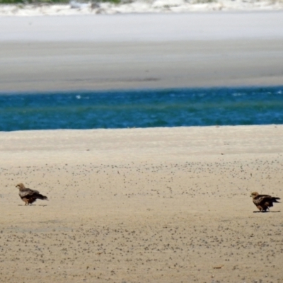 Milvus migrans (Black Kite) at Elliott Heads, QLD - 5 Jul 2024 by Gaylesp8