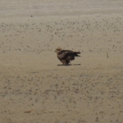 Milvus migrans at Elliott Heads, QLD - 5 Jul 2024 11:23 AM