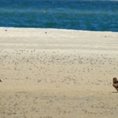 Milvus migrans at Elliott Heads, QLD - 5 Jul 2024 11:23 AM