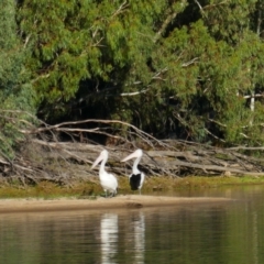 Pelecanus conspicillatus (Australian Pelican) at Rufus, NSW - 4 Mar 2021 by MB