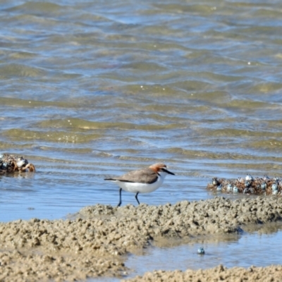 Anarhynchus ruficapillus (Red-capped Plover) at Elliott Heads, QLD - 5 Jul 2024 by Gaylesp8