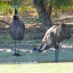 Dromaius novaehollandiae (Emu) at Rufus, NSW - 5 Mar 2021 by MB