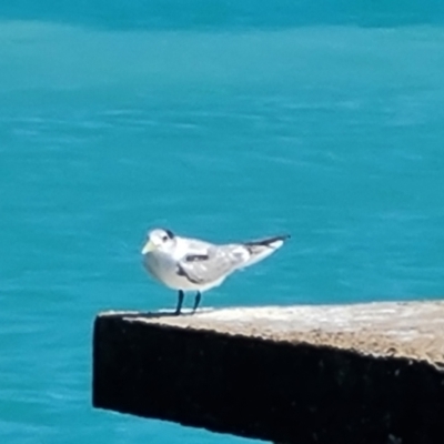 Thalasseus bergii (Crested Tern) at Horn, QLD - 28 Jul 2024 by Mike