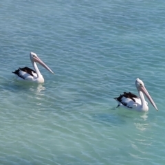 Pelecanus conspicillatus (Australian Pelican) at Horn, QLD - 28 Jul 2024 by Mike