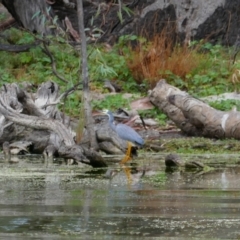 Egretta novaehollandiae (White-faced Heron) at Calperum Station, SA - 7 Mar 2021 by MB