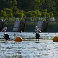 Pelecanus conspicillatus (Australian Pelican) at Paringa, SA - 9 Mar 2021 by MB