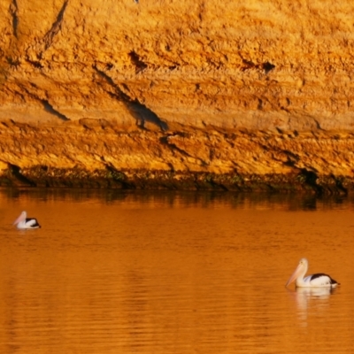 Pelecanus conspicillatus (Australian Pelican) at Overland Corner, SA - 13 Mar 2021 by MB