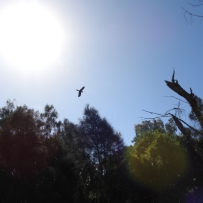 Calyptorhynchus banksii (Red-tailed Black-cockatoo) at Elliott Heads, QLD - 5 Jul 2024 by Gaylesp8