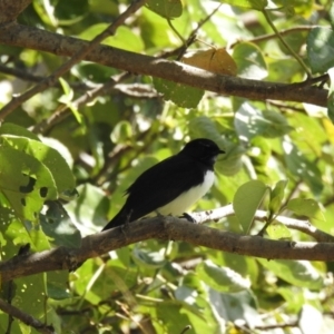 Rhipidura leucophrys at Elliott Heads, QLD - 5 Jul 2024 11:48 AM