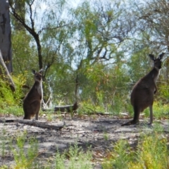 Macropus fuliginosus (Western grey kangaroo) at Old Calperum, SA - 10 Mar 2021 by MB