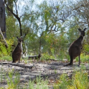 Macropus fuliginosus at suppressed - 10 Mar 2021 11:37 AM