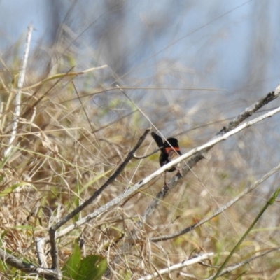 Malurus melanocephalus (Red-backed Fairywren) at Elliott Heads, QLD - 5 Jul 2024 by Gaylesp8