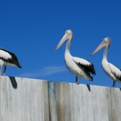 Pelecanus conspicillatus (Australian Pelican) at Taylorville, SA - 14 Mar 2021 by MB