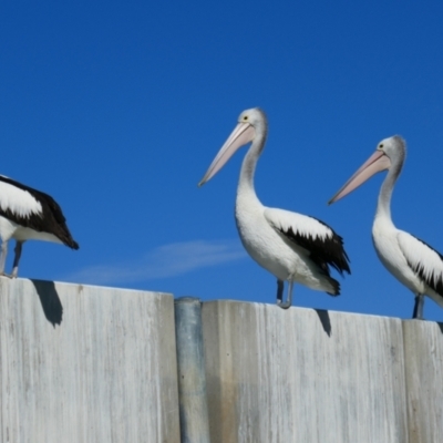 Pelecanus conspicillatus (Australian Pelican) at Taylorville, SA - 15 Mar 2021 by MB