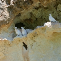 Cacatua galerita (Sulphur-crested Cockatoo) at Morgan, SA - 17 Mar 2021 by MB