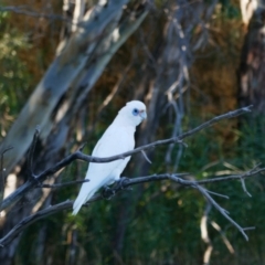 Cacatua sanguinea (Little Corella) at Paisley, SA - 18 Mar 2021 by MB