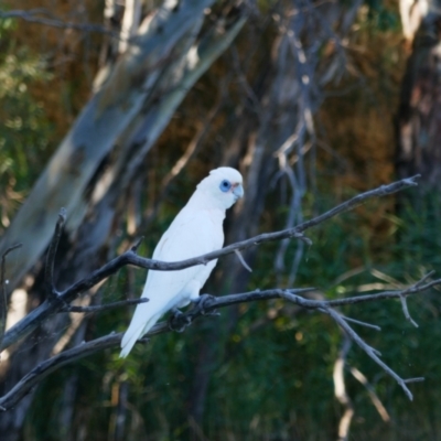 Cacatua sanguinea (Little Corella) at Paisley, SA - 18 Mar 2021 by MB