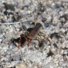 Phaulacridium vittatum at Booth, ACT - 27 Jul 2024 01:14 PM