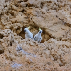 Cacatua galerita (Sulphur-crested Cockatoo) at Sunnydale, SA - 18 Mar 2021 by MB