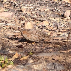 Turnix varius (Painted Buttonquail) at Acton, ACT - 28 Jul 2024 by ConBoekel