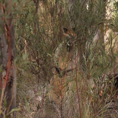 Wallabia bicolor (Swamp Wallaby) at O'Connor, ACT - 28 Jul 2024 by ConBoekel