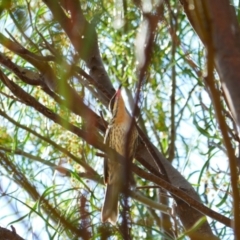 Acanthagenys rufogularis (Spiny-cheeked Honeyeater) at Bowhill, SA - 20 Mar 2021 by MB