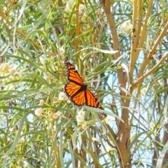 Danaus plexippus (Monarch) at Bowhill, SA - 20 Mar 2021 by MB