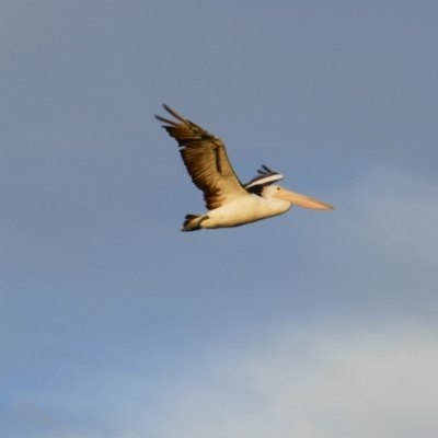 Pelecanus conspicillatus (Australian Pelican) at Wellington, SA - 25 Mar 2021 by MB