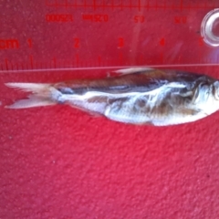 Unidentified Fish at Narrung, SA - 26 Mar 2021 by MB