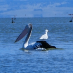 Pelecanus conspicillatus (Australian Pelican) at Narrung, SA - 29 Mar 2021 by MB