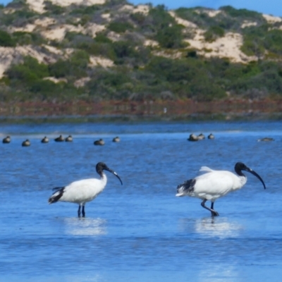 Threskiornis molucca (Australian White Ibis) at Narrung, SA - 29 Mar 2021 by MB