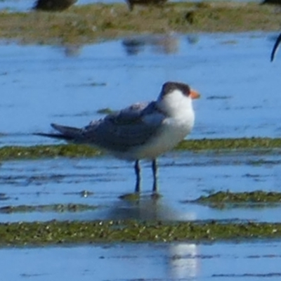 Hydroprogne caspia (Caspian Tern) at Narrung, SA - 29 Mar 2021 by MB