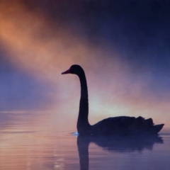 Cygnus atratus (Black Swan) at Fyshwick, ACT - 18 Apr 2021 by MB