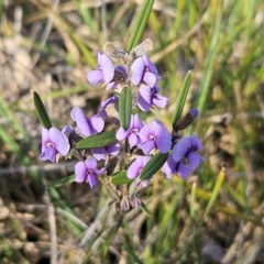 Hovea heterophylla (Common Hovea) at Hawker, ACT - 13 Jul 2024 by sangio7