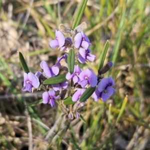 Hovea heterophylla at Hawker, ACT - 13 Jul 2024