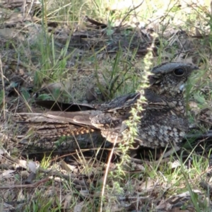 Eurostopodus argus at Throsby, ACT - 18 Sep 2011 11:00 AM