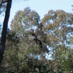 Eurostopodus argus at Throsby, ACT - 18 Sep 2011