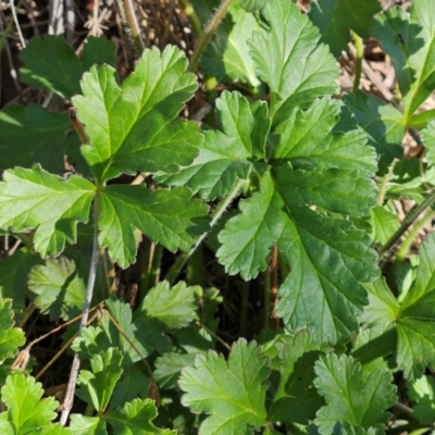 Erodium crinitum (Native Crowfoot) at Hawker, ACT - 13 Jul 2024 by sangio7