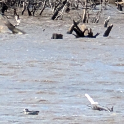 Malacorhynchus membranaceus (Pink-eared Duck) at Throsby, ACT - 28 Jul 2024 by mroseby