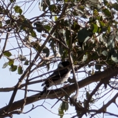 Cracticus torquatus (Grey Butcherbird) at Throsby, ACT - 28 Jul 2024 by mroseby