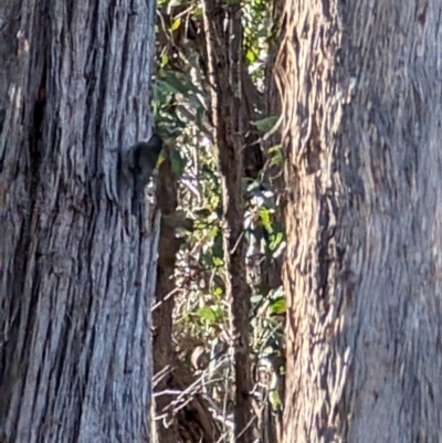 Cormobates leucophaea (White-throated Treecreeper) at Forde, ACT - 28 Jul 2024 by mroseby